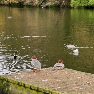 ⁨Craiglockhart Local Nature reserve⁩.jpeg