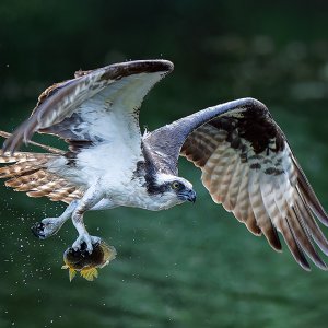 Osprey_0800_1000p.jpg