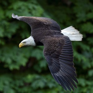 Eagle_0875_1000p.jpg