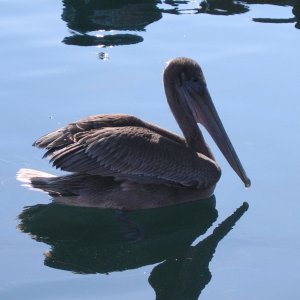 Pelican.jpg