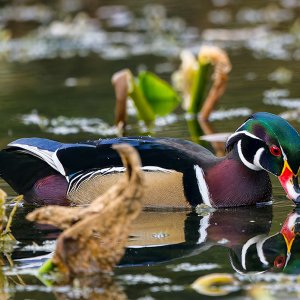 Wood_Duck_20241024_7911_1000p.jpg