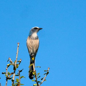 Scrubjay Deltona - 2500px-10.jpg