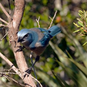 Scrubjay Deltona - 2500px-11.jpg