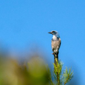 Scrubjay Deltona - 2500px-5.jpg