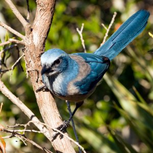 Scrubjay Deltona - 2500px-12.jpg