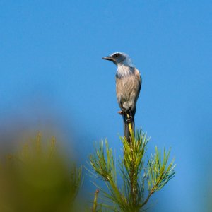 Scrubjay Deltona - 2500px-4.jpg