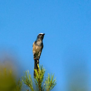Scrubjay Deltona - 2500px-3.jpg