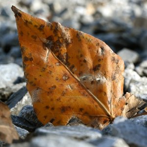 LeafDown_n1016.jpg