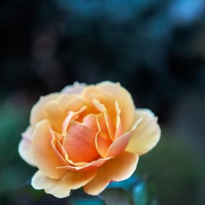 2024-10-26 ~ a7c07575.jpeg