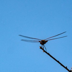 Scrubjay Deltona - 2500px-6.jpg