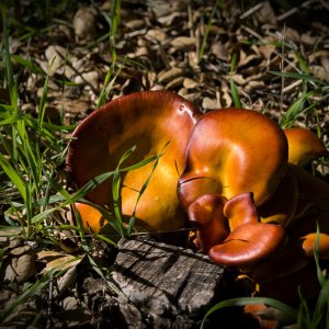 orange fungi 2865 01.09.23 xv2.jpg