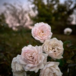 2024-11-02 ~ A7C08493.jpg