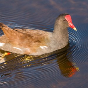 Wetlands Nov 24 - 2500px-3.jpg