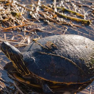 Wetlands Nov 24 - 2500px-5.jpg