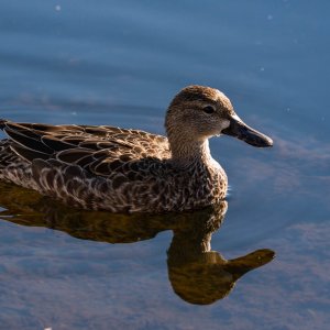 Wetlands Nov 24 - 2500px-7.jpg