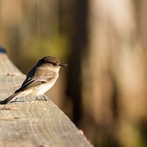 Wetlands Nov 24 - 2500px-4.jpg