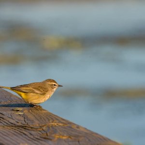 Wetlands Nov 24 - 2500px-14.jpg