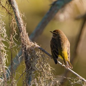 Wetlands Nov 24 - 2500px-25.jpg