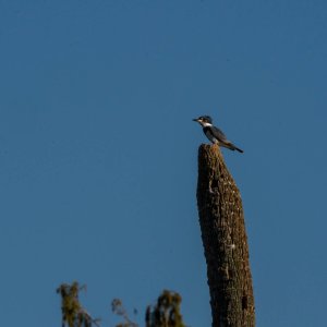 Wetlands Nov 24 - 2500px-11.jpg