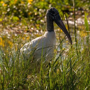 Wetlands Nov 24 - 2500px-9.jpg