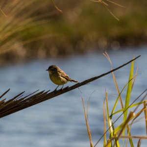 Merritt Island WR - 2500px-1.jpg