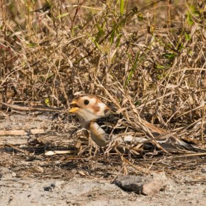 Merritt Island Snow Bunting - 2500px-11.jpg