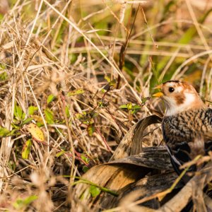 Merritt Island Snow Bunting - 2500px-6.jpg