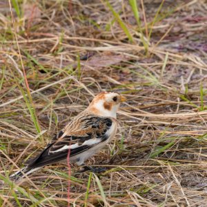 Merritt Island Snow Bunting - 2500px-17.jpg