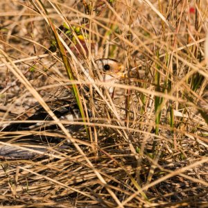 Merritt Island Snow Bunting - 2500px-8.jpg