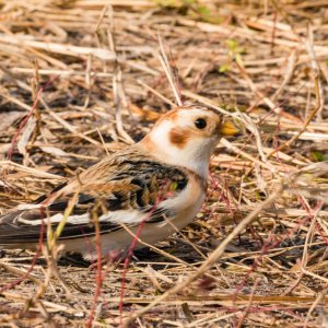 Merritt Island Snow Bunting - 2500px-14.jpg