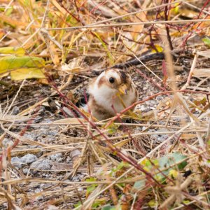 Merritt Island Snow Bunting - 2500px-22.jpg