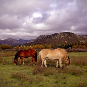 mtn backdrop grazing copy x.jpg