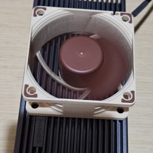 hagibis-noctua.jpg