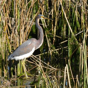 tricolor heron1.JPG