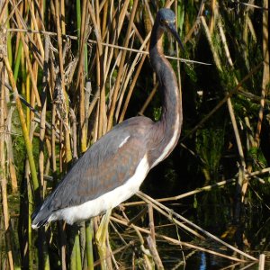 tricolor heron2.JPG