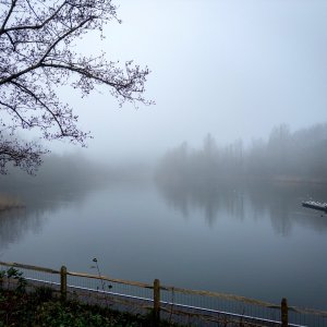 2024 - 29.12.24 - SOUTHWATER COUNTRY PARK - FOGGY_1.jpg