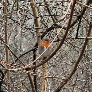 2024 - 29.12.24 - SOUTHWATER COUNTRY PARK - ROBIN_1.JPG