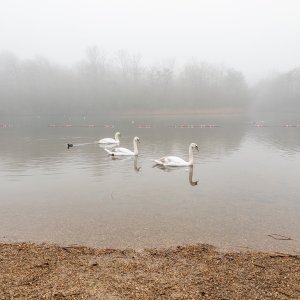 2024 - 29.12.24 - SOUTHWATER COUNTRY PARK - SWANS_4.JPG