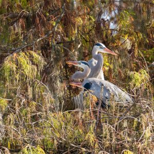 Wetlands Jan25 - 2500px-26.jpg