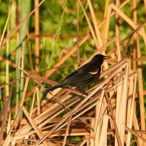  Wetlands Jan 2025 - 2500px_3.jpg