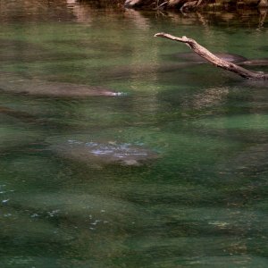  Manatee Jan 2025 - 2500px_3.jpg