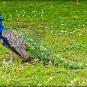 peacock - 1.jpeg