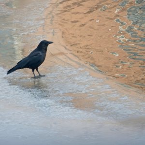 Crow at the Edge of the Icy Lake.jpeg