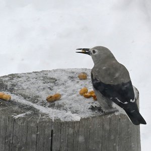 Cracker_n1123.jpg