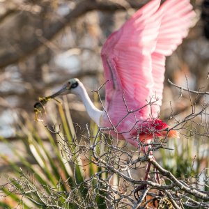 Wetlands Park - 2500px-9.jpg