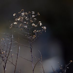 2025-02-05 ~ _R5_7105.jpg