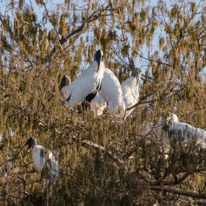 Wetlands Park - 2500px-12.jpg