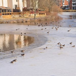A Gathering of Geese on a January Day.jpeg