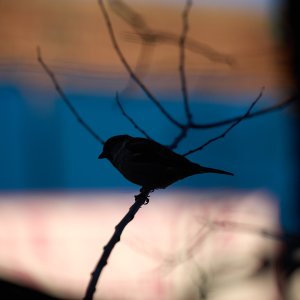 2025-02-07 ~ _R5_7775.jpg