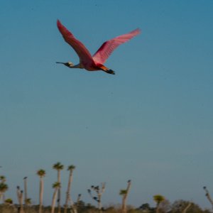 Wetlands Park - 2500px-13.jpg